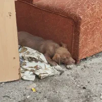 توله سگ ماده|سگ|کیاشهر, |دیوار