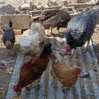 مرغ و خروس و بوقلمون|حیوانات مزرعه|یزد, |دیوار