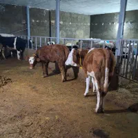 سیمنتال نمونه