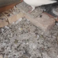 به شرط پرش   به علت زیادی ماده|پرنده|کرج, کوی کارمندان جنوبی|دیوار