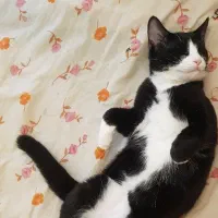 واگذاری بچه گربه نژاد تاکسیدو|گربه|فردیس, شهرک شهید حسینی|دیوار