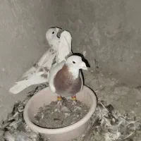 گلی پلاکی|پرنده|بم, |دیوار