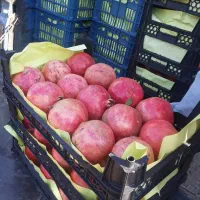 فروش انار در سردخانه