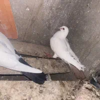 دم سیاه و دم سرخ کرمانی و سفید کاکلی و پرپا