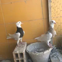 طوقی جوانه