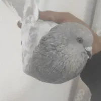 مژدگانی برای کبوتر گمشده