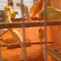 قناری هم نر و هم ماده