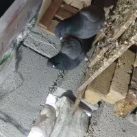 چند جفت کفتر پرشی|پرنده|اشنویه, |دیوار