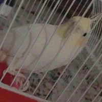 عروس هلندی لوتینو نر|پرنده|پاکدشت, پارچین|دیوار