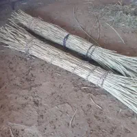 نی فروشی (شنه)برای چیت بافی