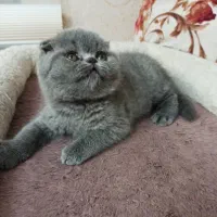 واگذاری گربه های نژاد دار