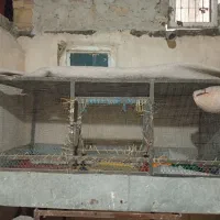 سلام یک قفس بزرگ هست