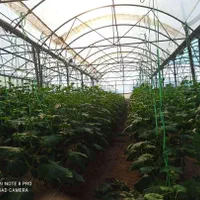 6700 متر گلخانه 6دانگ ورامین