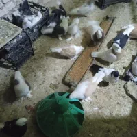 پرنده|پرنده|تربت‌حیدریه, کوی شهید احمدزاده ملکی|دیوار