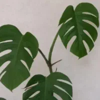 گل خورشید|گل و گیاه طبیعی|رشت, فخب|دیوار