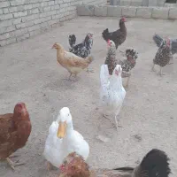 مرغ و خروس گلین