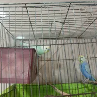 طوطی یک جفت مرغ عشق رنگ خاصی