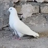 کبوتر تهرانی تیرماه پریده