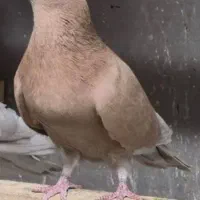 کفترزرد(فاروغ خان ف ن)|پرنده|تهران, امام زاده عبدالله|دیوار