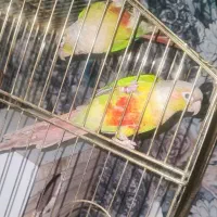 عروس لوتینو مولد تخفیف هم داره|پرنده|همدان, |دیوار