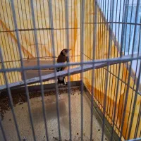 سهره جوجه سال نقاب قفل|پرنده|فردیس, قریشی|دیوار