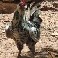 خروس گلین