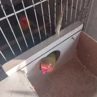 طوطی برزیلی اهلی|پرنده|مرند, |دیوار