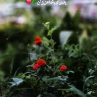 پارکبان