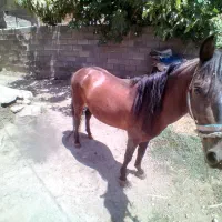 کره اسب