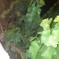 گروه میوه چینی درباغ اگه بخواهید هستیما