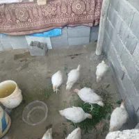 بوقلمون بیوتی
