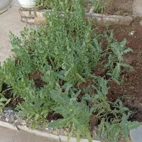 نظافت راه پله حیاط پارکینگ و باغچه وقاری شستن...