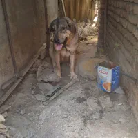 سگ ماده پژدر