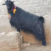 دبر چبش پازن نربز اصل ترکی روزگاری بذری جلوکش|حیوانات مزرعه|شیراز, رحمت‌آباد|دیوار