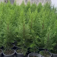 فروش نهال لاوسون نایلکسی و سطلی، ریشه پرس و سالم|گل و گیاه طبیعی|چالوس, |دیوار