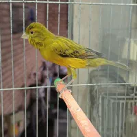 قناری سبز چمنی و زیتونی