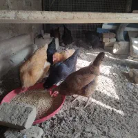 ۱۰تا مرغ و خروس جوان خوشگل تخمگذار