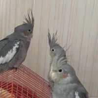 عروس هلندی