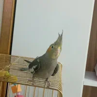 یک عدد عروس هلندی خاکستری کاملاً دستی