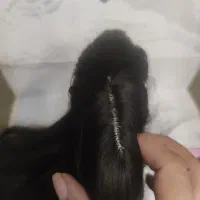 کلاه گیس (فروش فوری)|آرایشی، بهداشتی، درمانی|لواسان, |دیوار