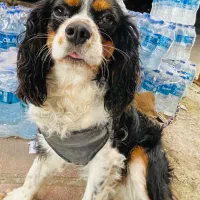 کینگ کاوالیر اصیل