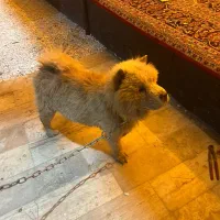 چاوچاو|سگ|اصفهان, ملک‌شهر|دیوار