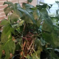 انواع گل‌های آپارتمانی وزینتی|گل و گیاه طبیعی|مشهد, هنرور|دیوار