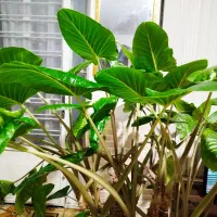 گل بابا آدم|گل و گیاه طبیعی|شیراز, کوشک میدان|دیوار