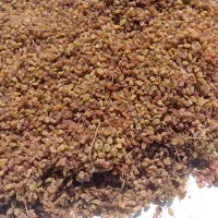 کشمش بولاویی کاملا طبیعی