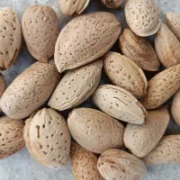 بادوم  شیرین امسال