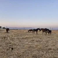 خرید و فروش اسب و مادیان پالانی|اسب و تجهیزات اسبسواری|کرمانشاه, |دیوار