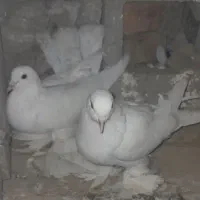 کبوتر پاپر سفید چرخی|پرنده|میاندوآب, |دیوار