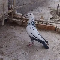 کبوتر ماده سار و پلنگی