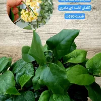انواع بوته های مادری و خاص هویا Hoya|گل و گیاه طبیعی|لاهیجان, گلستان|دیوار
